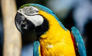 Ultimate guide to caring for a pet macaw at home