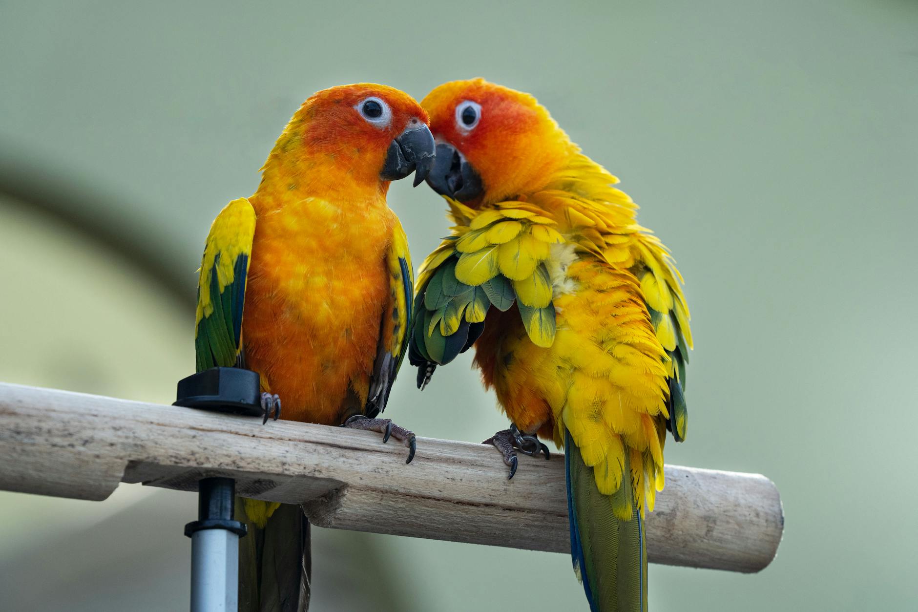 Colorful conure perched on a branch, illustrating tips from the complete guide to conure care and enrichment