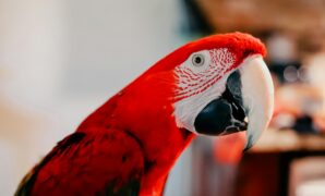 How Much Does It Really Cost To Own An Exotic Bird?
