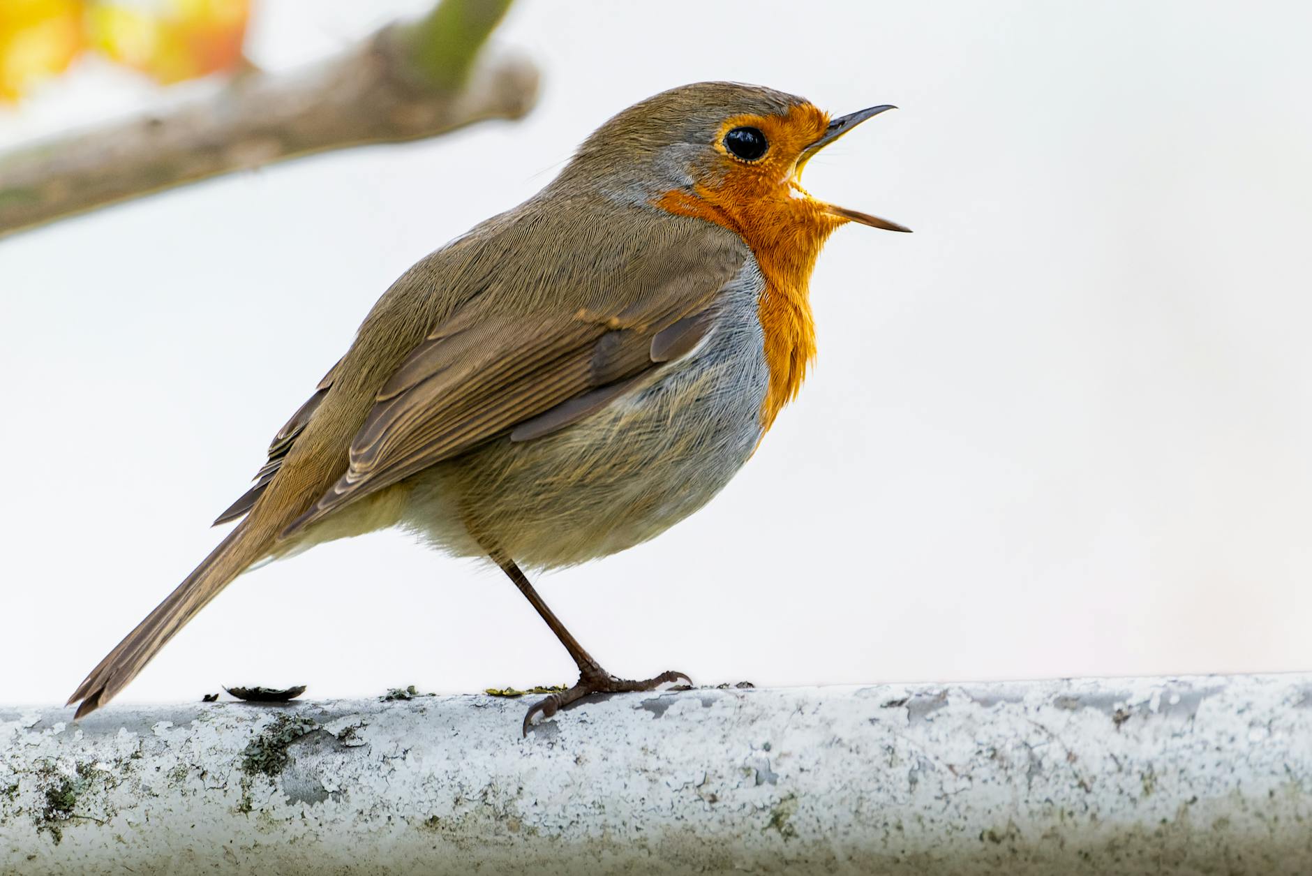 Colorful exotic birds perched, showcasing their distinctive calls and vocal patterns for study