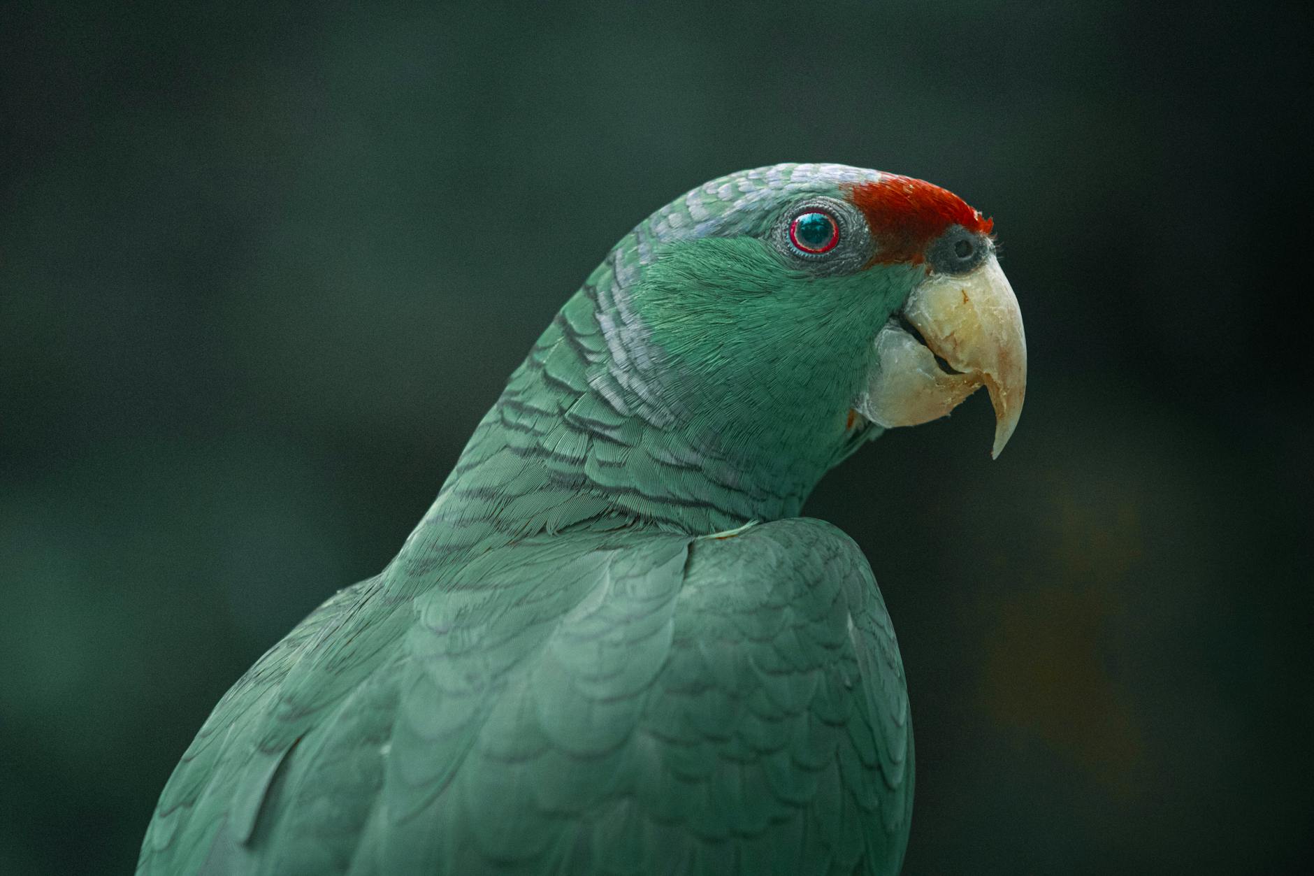 Guide to training your Amazon parrot to talk clearly and confidently