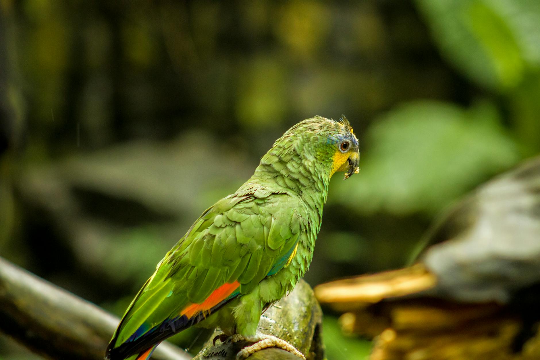 Guide to effectively train your Amazon parrot to talk, with tips for speech training and vocal bonding.