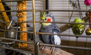 Best Toys And Accessories To Keep Exotic Birds Entertained