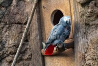 Creating A Safe Outdoor Enclosure For Exotic Birds