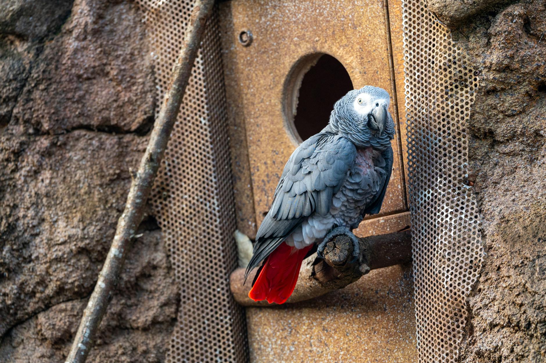Secure outdoor enclosure design for exotic birds with predator-proof fencing, weather-resistant materials, and ample perches