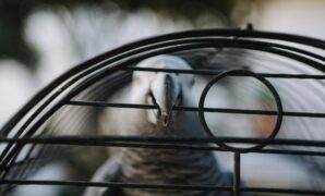 Choosing The Right Cage Size For Different Exotic Bird Species