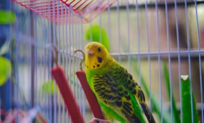 Recognizing And Treating Common Exotic Bird Diseases