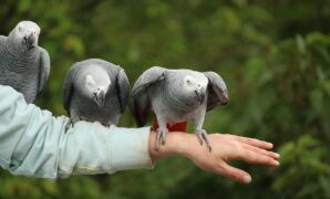 Expert Tips For Bonding With Your New Pet Parrot