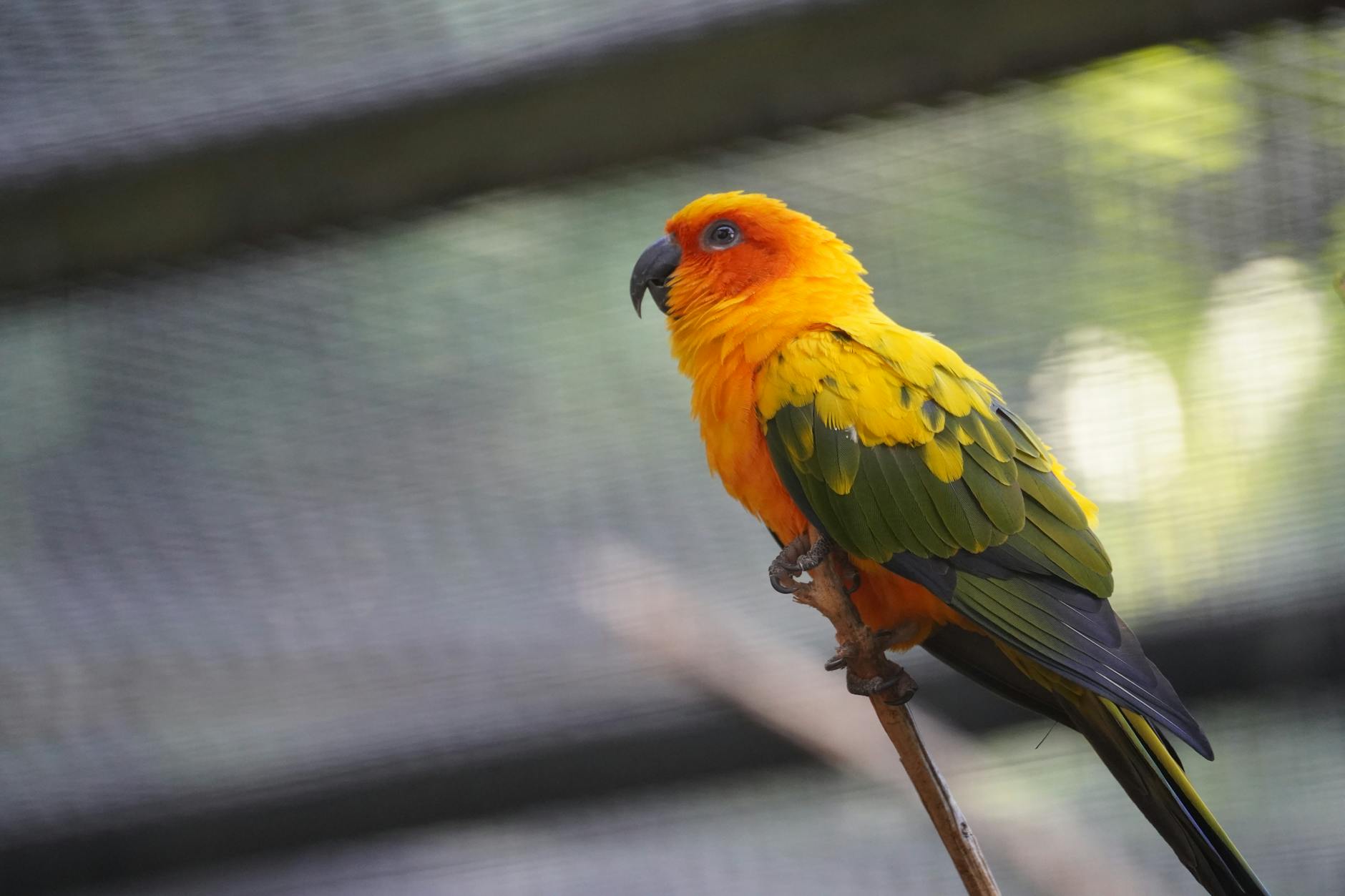 Vibrant exotic birds like parrots, macaws, and toucans showcase dazzling colors for a stunning aviary display