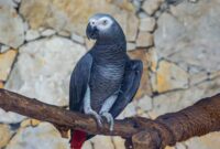 Understanding The Unique Vocalizations Of Exotic Birds