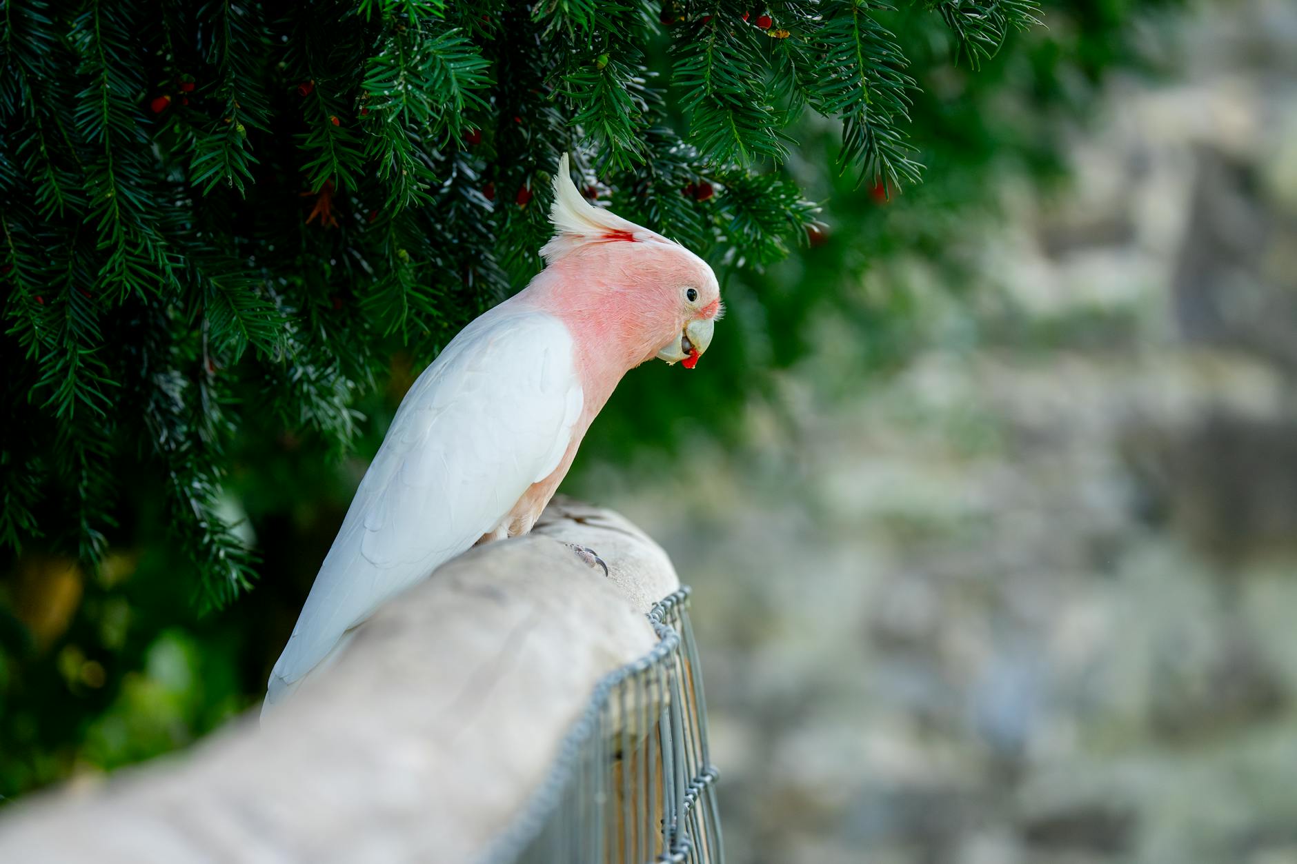 Healthy cockatoo enjoying a balanced diet of fresh fruits, veggies, nuts, and pellets for vibrant feathers