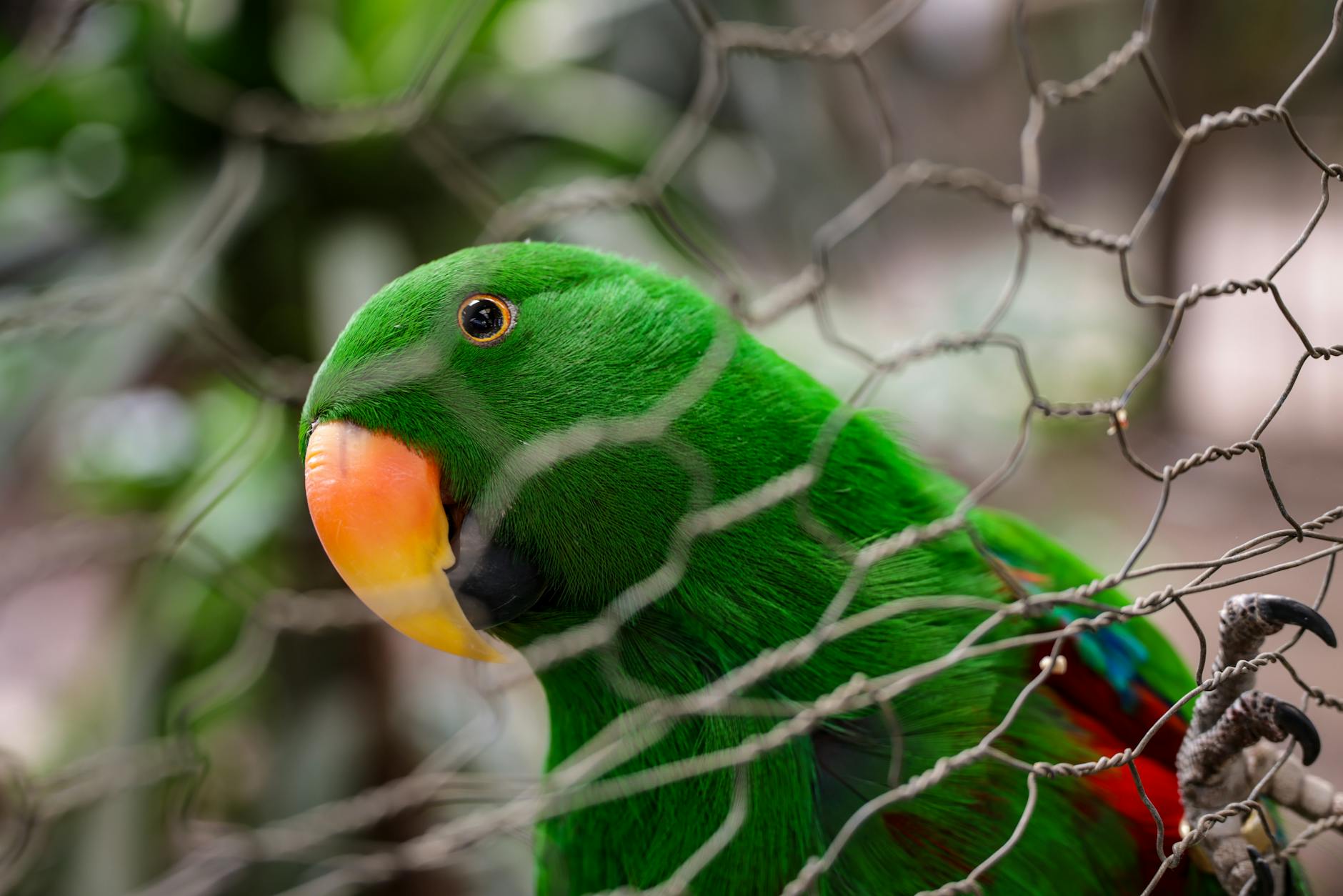 Secure outdoor aviary with netting and shade, designed for exotic birds' safety and natural habitat.