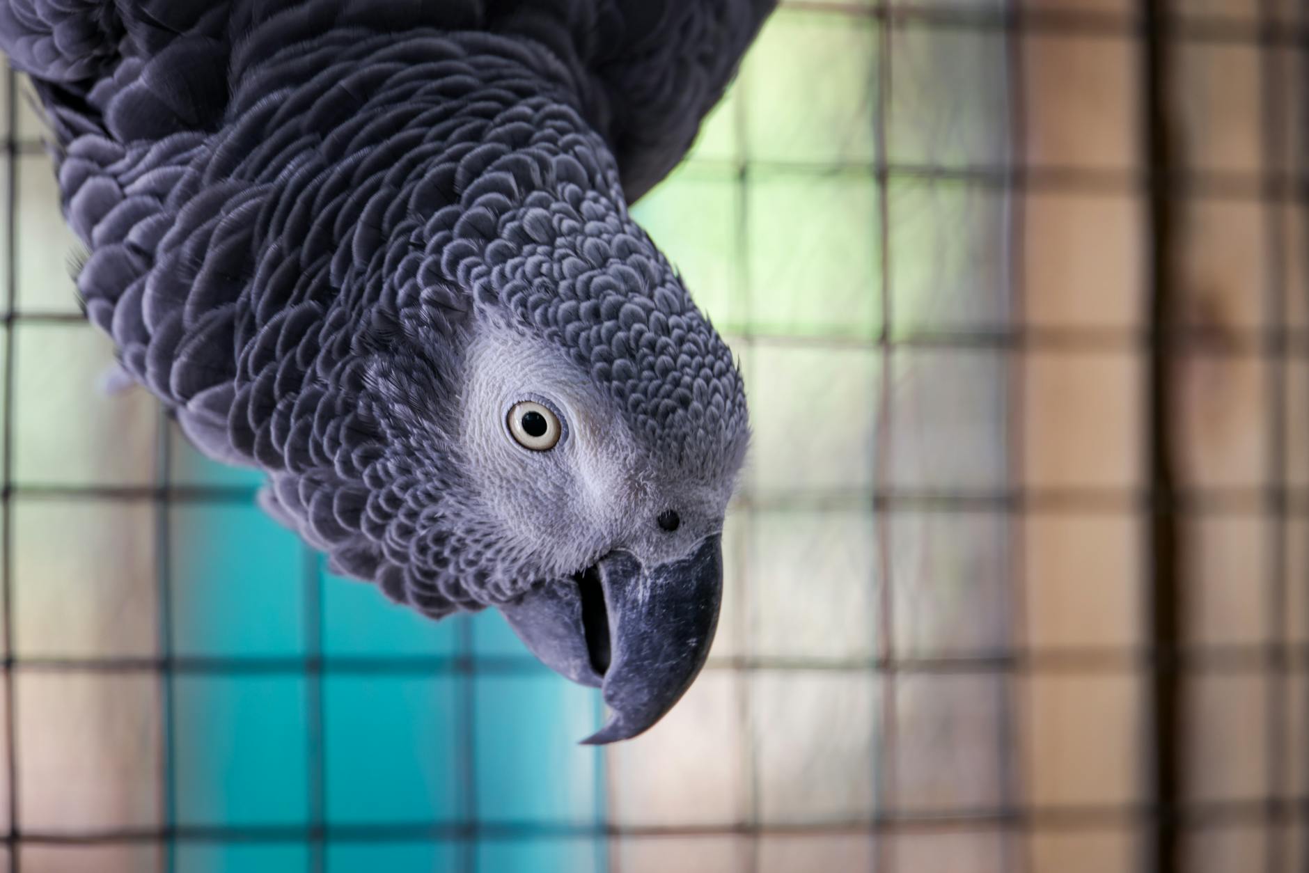 African Grey parrot playing with colorful toys and perches in a bright, enrichment-rich cage.