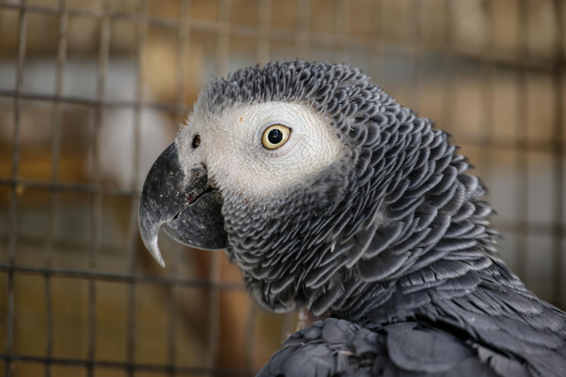Checklist of factors to review before purchasing an exotic bird, including space, diet, and legal requirements