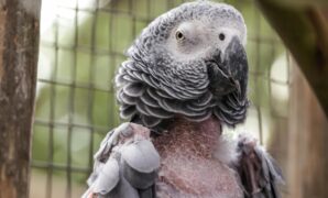 Preventing Feather Plucking In Stressed Exotic Birds