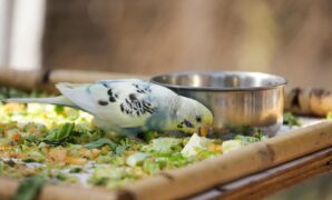Safe Fruits And Vegetables For Your Exotic Bird’s Diet