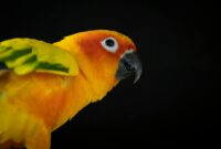 The Complete Guide To Conure Care And Enrichment