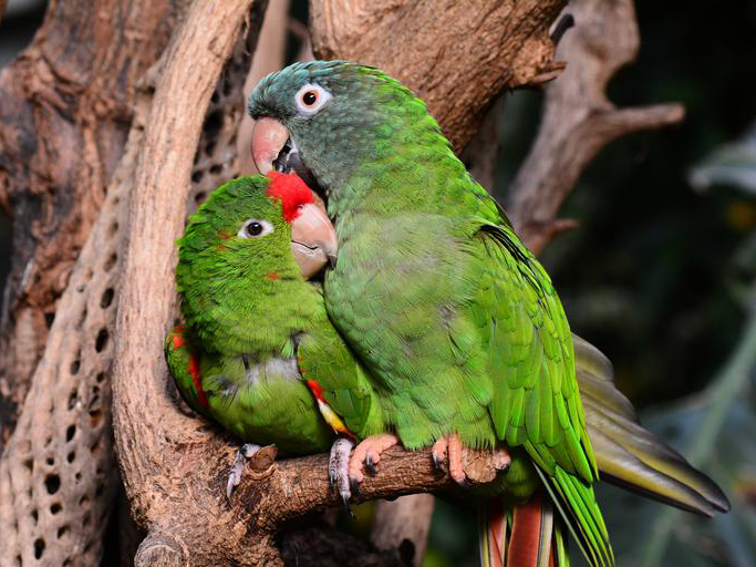 Birds Of A Feather Flock Together: Social Behaviors Of Birds, Part 2 Birds Of A Feather Flock Together: Social Behaviors Of Birds, Part 2