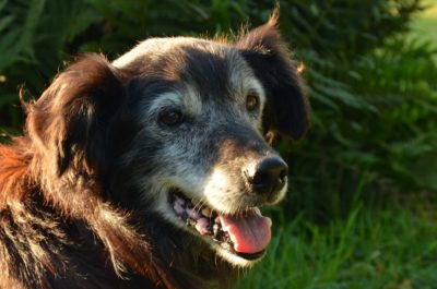 Combating Pet Cancer Combating Pet Cancer