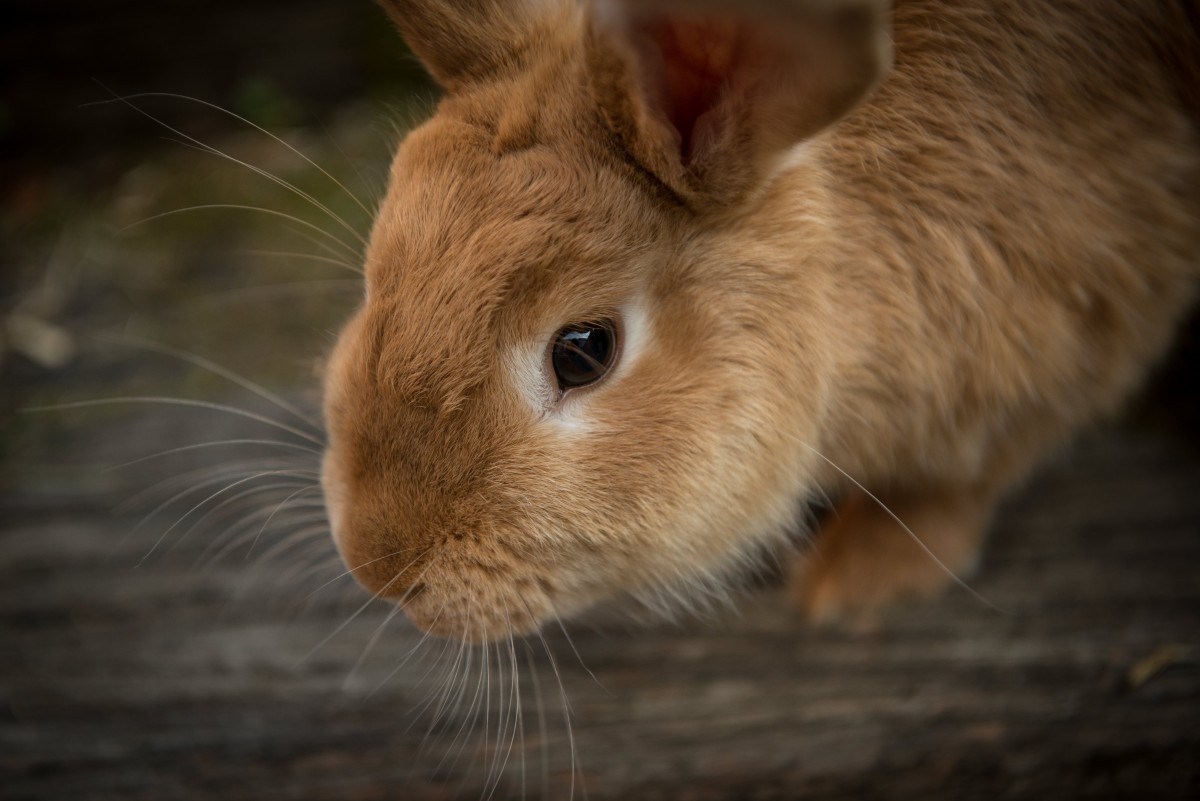 Every-Bunny Watch Out For GI Stasis Every-Bunny Watch Out For GI Stasis