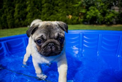 Keep Pets Cool in the Summer Heat Keep Pets Cool in the Summer Heat