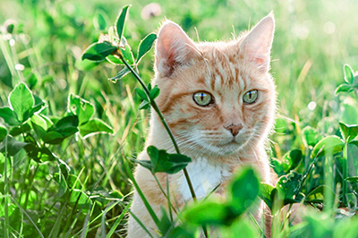 Toxic Plants to Avoid at Home Toxic Plants to Avoid at Home