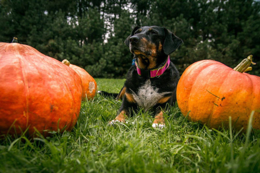 Tricky Treats: Protecting Your Pet from a Halloween Scare Tricky Treats: Protecting Your Pet from a Halloween Scare