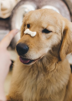 5 Dangerous Valentine’s Treats Your Pet Should Avoid 5 Dangerous Valentine’s Treats Your Pet Should Avoid