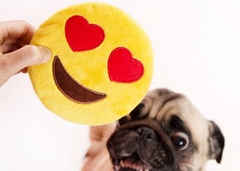 5 Valentine Gift Ideas for Pets and Their Humans 5 Valentine Gift Ideas for Pets and Their Humans