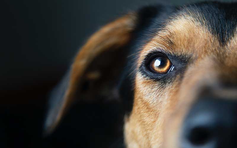 Cataract Surgery for Dogs Cataract Surgery for Dogs