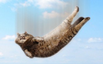 Do Cats Always Land on Their Feet? Do Cats Always Land on Their Feet?