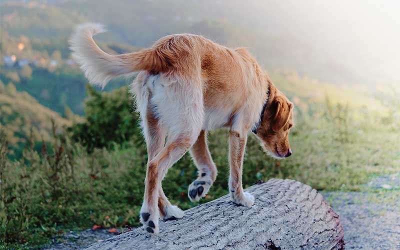 Hip Dysplasia in Dogs Costs Hip Dysplasia in Dogs Costs