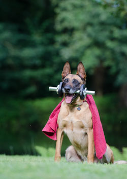 Should I Use a Pet Health Monitor? Should I Use a Pet Health Monitor?
