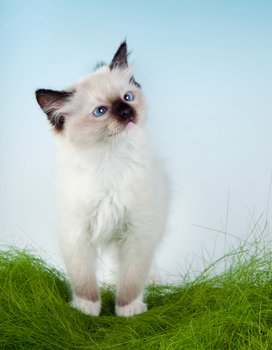 Worms in Cats: Even Indoor Kitties Can Get Them! Worms in Cats: Even Indoor Kitties Can Get Them!