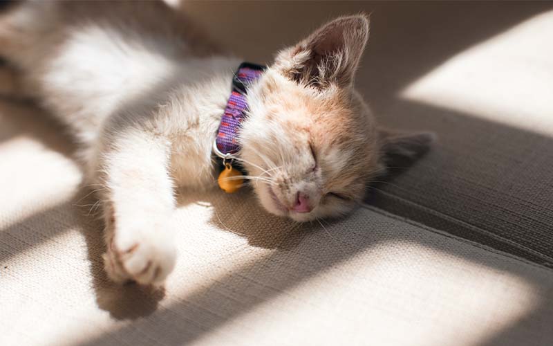 22 Common Kitten Diseases and Illnesses | Pets Best 22 Common Kitten Diseases and Illnesses | Pets Best