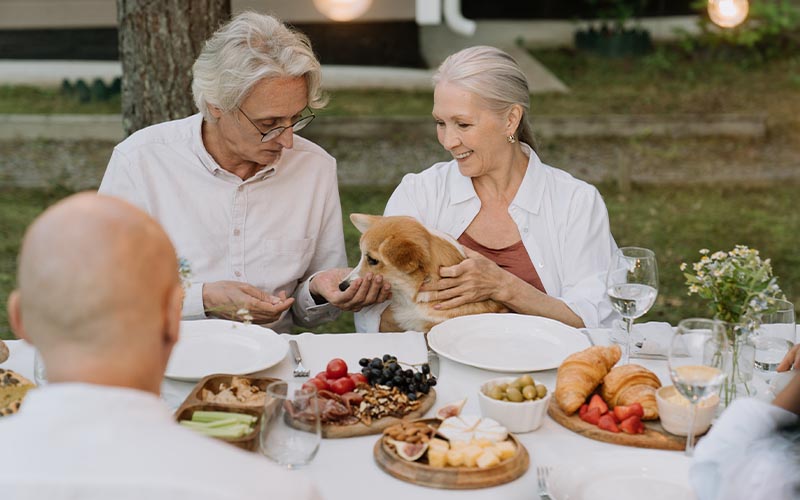 5 Best Dog Breeds for Senior Citizens 5 Best Dog Breeds for Senior Citizens