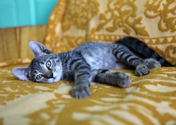 5 Tips to Survive Kitten-hood 5 Tips to Survive Kitten-hood