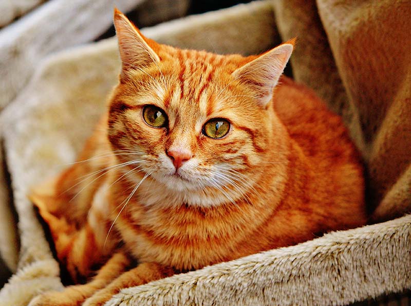 6 Tips for How to Introduce Yourself to a New Cat 6 Tips for How to Introduce Yourself to a New Cat