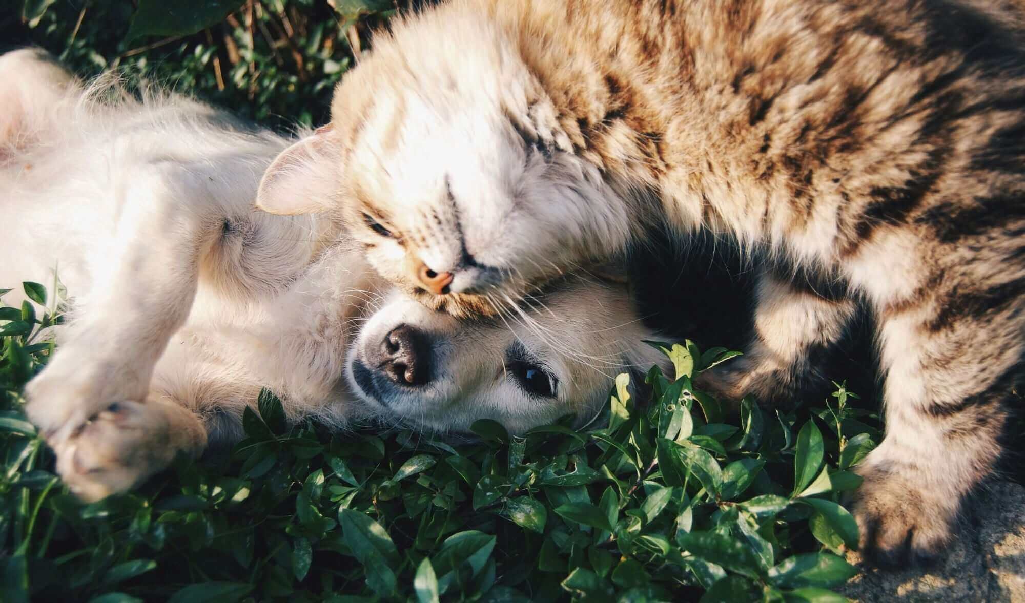 7 Best Online Vet Platforms Every Dog Parent Should Bookmark | Healthy Pet 7 Best Online Vet Platforms Every Dog Parent Should Bookmark | Healthy Pet