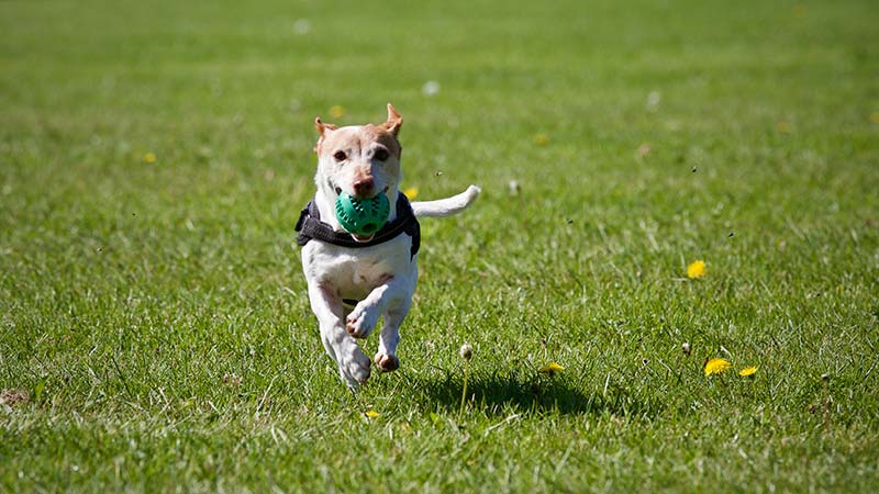 7 Dog Park Safety Tips 7 Dog Park Safety Tips