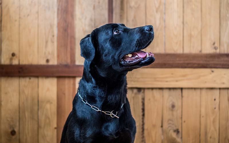 Black Dog Syndrome: Is It Real? | Pets Best Black Dog Syndrome: Is It Real? | Pets Best