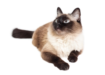 Breed Guide: Balinese Breed Guide: Balinese