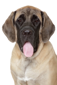 Breed Guide: Mastiff Breed Guide: Mastiff