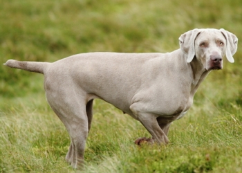 Breed Guide: Weimaraner Breed Guide: Weimaraner
