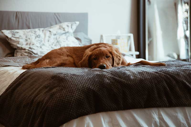 Canine Influenza. Is your dog at risk? | Pets Best Pet Insurance Canine Influenza. Is your dog at risk? | Pets Best Pet Insurance