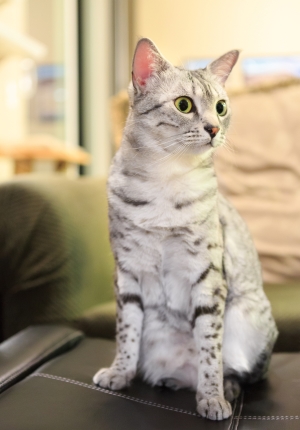 Cat Breed Guide: Egyptian Mau Cat Breed Guide: Egyptian Mau