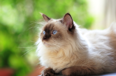 Cat Breed Guide: Himalayan Cat Breed Guide: Himalayan