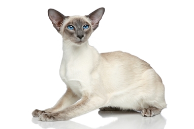 Cat Breed Guide: Javanese Cat Breed Guide: Javanese