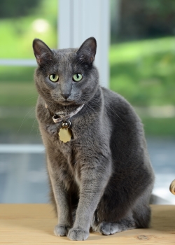 Cat Breed Guide: Korat Cat Breed Guide: Korat