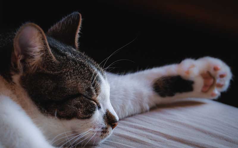 Cat Declawing: Pros, Cons, and Safe Alternatives Cat Declawing: Pros, Cons, and Safe Alternatives